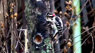 Downy Woodpecker Male and Female in Arkansas