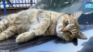 Cat Rolls over and Purrs when he sees me