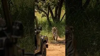 Tiger Suddenly Charges Towards Safari Jeep Heart-Stopping Moment #wildlife #safari #tiger