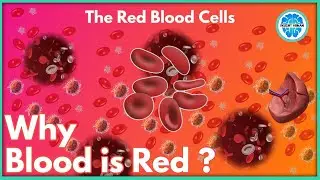 Why Blood is Red? | The Red Blood Cells | Hindi | Insight Human