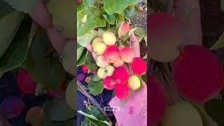 🍎 Mini Apples! Crabapples!🍎 #apple #shorts #shortsfeed #gardening #farming #usa