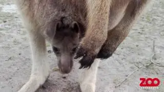 K&aelig;nguruunge i pungen | Copenhagen Zoo