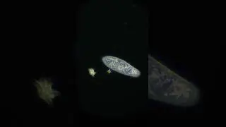 Paramecium: A Microscopic Journey ✨ #microscope #scientificjourney #space