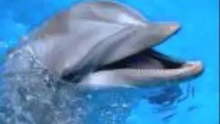 dolphinvideo.wmv