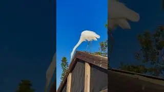 I Hired an Egret to Inspect My Backyard Reno. #animalvideos #birds #animals #birdlovers