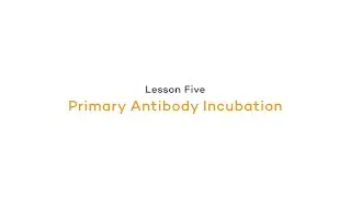 In The Lab: Primary Antibody Incubation | Chemiluminescence: Primary Antibody Incubation