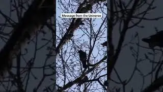 Message from the Universe #shadowork #spirituality #messagesfromspirit #animalmessages #love