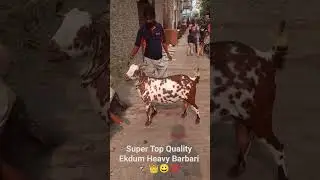 Super Top Quality Ekdum Heavy Barbari 🐐👑😀💯 #topqualitybarbari #barbarifarm #goatfarmingindia #viral