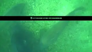 Carp Porn: Volume 1 OUT NOW - Trailer