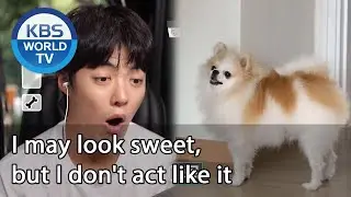 I may look sweet, but I don't act like it [Dogs are incredible/ENG/2020.08.12]