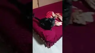 jaj las ganas son tremendas anda desesperado ajajja