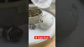 ডিম থেকে বাচ্চা #shorts #viral #shortitem