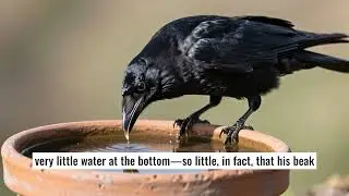 Sprytny kruk i dzban wody 🐦💧 | Zabawne i moralne historie dla dzieci | Kr&oacute;tkie opowiadanie z morałem