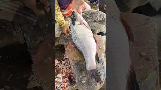 Fish Cutting Skills | Huge Rohu Fish Cutting Skills In Bangladesh Local Fish Market #shorts
