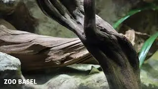 Der Fisch, der an Land jagt: Neue Schützenfische im Zoo Basel
