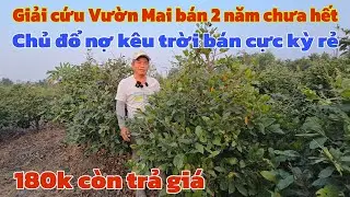 Giải cứu vườn Mai bán 2 năm chưa hết chủ đổ nợ bán cực kỳ rẻ 180k cây 