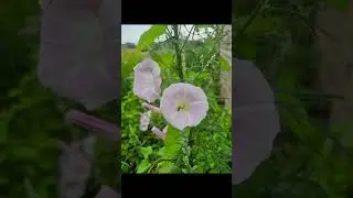Wild Beauty of Field Bindweed | Nature in Bloom