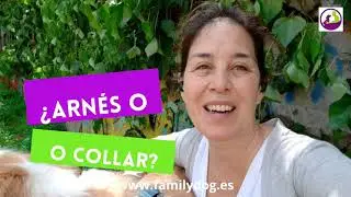 ¿Arnés o collar para nuestro perro? ventajas, desventajas y peligros... #arnesesycollares#
