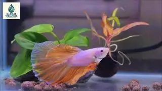 Golden Betta Fish Amazing Color & Growth in 2&ndash;3 Months 🐟💛 | Kangen Water 8.5 pH Result