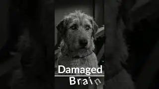 Real Life Frankenstein Experiments #Shorts#YTShorts#RealLifeFrankenstein#DarkScience#ScienceHorror