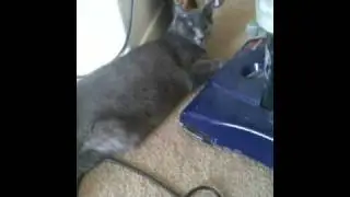 Cat gets OWNED