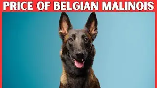 Belgian Malinois Dog Price | How Much Does a Belgian Malinois Cost?