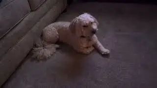 Bombastic Side Eye