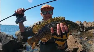 FUN ON THE ROCKS | LURE FISHING FOR WRASSE | TEXAS RIGGING