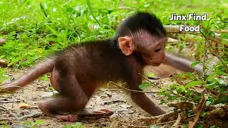 Amazing Baby Jinx Just Born She Can Find Food By Herself | Jinx Need More Food To More Energy