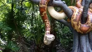 Jungle Cruise 1999 Disney Magic Kingdom Ride