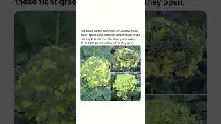 The edible part of Broccoli is a flower that's cut before it blooms.