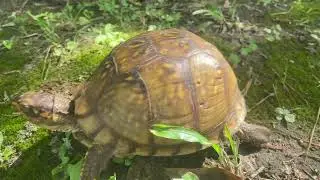 Red-eared Slider: Saving It From The Road 13May2019