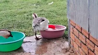 Goose Video / Goose drinking water... #asmr #fyp #cow
