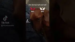 #devil #angel #filter #tiktok #notaccurate ##youtubes edits