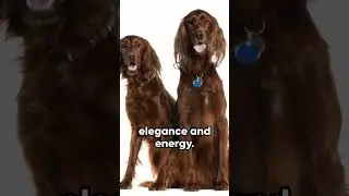 Irish Setter #animal #facts #shorts #ai #dog  #subscribe  #contentcreator  #new