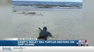 Endangered Kemp&rsquo;s Ridley sea turtles confirmed nesting on Mississippi&rsquo;s Ship Island for first tim...