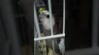 玄凤鹦鹉 cockatiel