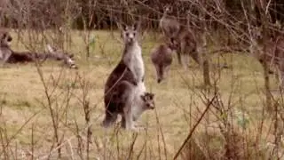 Kangaroos