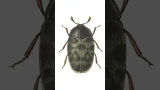 Carpet Beetle Infestation? Insect Identification Explained #insects #nature #wildlife #bug #macro