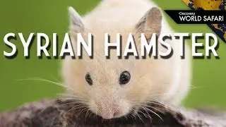 A Single Year for a Syrian Hamster is like 25 Human Years!