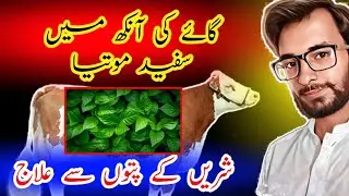 گائے کی آنکھ سفید | Pink Eye Disease In Cattle | KCS | Diseases of dairy cattle | Vet Dr Saif