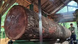 Sawing a Big Mahogany Log! The Sound of the Engine Will Give You Goosebumps!