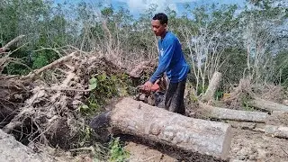พามารับชม คลิปตัดไม้ยาง เลื่อยยนต์ STIHL 070 กับ มือเลื่อยปั้นคนใหม่