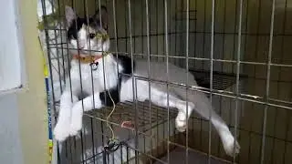 REAKSI KUCING BEJO KETIKA SEMUA ANABUL KELUAR KANDANG - KUCING BELANG TIGA JANTAN