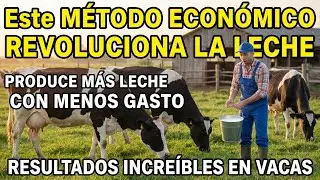Este MÉTODO ECONÓMICO Está Cambiando la Producción de LECHE en VACAS _ Resultados Increíbles.