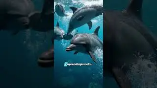los 5 animales m&aacute;s inteligentes del planeta