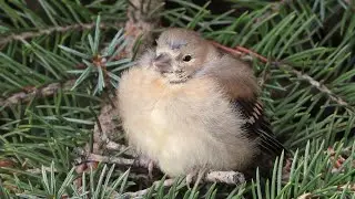 Fledgling American Goldfinch Says Hello to the World