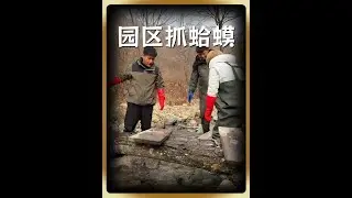 好朋友千里救援，咱必须让他体验下我们抓蛤蟆的快乐#记录我的农村生活 #蛤蟆