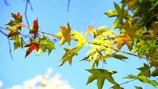 쇼팽 녹턴 20번 (F. Chopin - Nocturne in C-sharp minor Op. posth.) (new version)