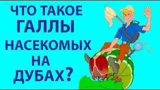КОЛЛЕКЦИЯ ГАЛЛОВ ОРЕХОТВОРОК НА ДУБАХ. COLLECTON OF INSECT PLANT GALLS on OAKS: Cynipidae, Hymenopt.